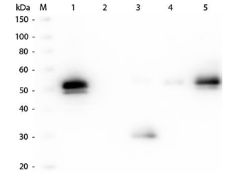 Rabbit IgG F(c) antibody (Texas Red)