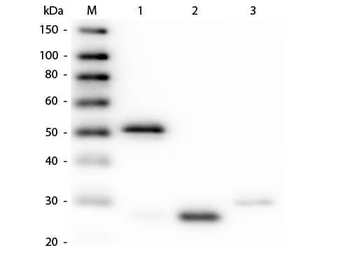 RABBIT IgG (H&L) antibody (FITC)