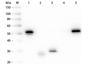 Rabbit IgG (H&L) antibody (Biotin)