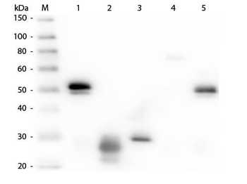 RABBIT IgG (H&L) antibody (Alkaline Phosphatase)