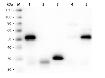 Rabbit IgG (H&L) antibody (Alkaline Phosphatase)