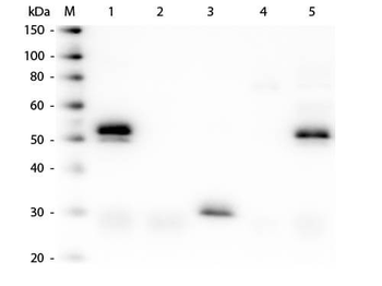 RABBIT IgG (H&L) antibody (Peroxidase)
