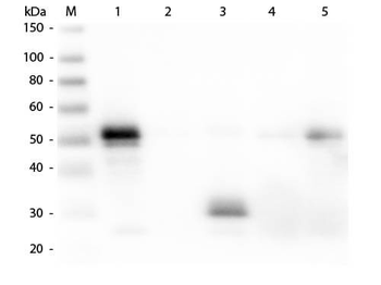 Rabbit IgG F(c) antibody (Alkaline Phosphatase)