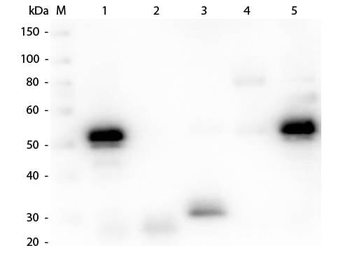 Rabbit IgG (H&L) antibody (TRITC)