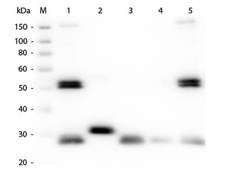 Rat IgG (H&L) antibody (RPE)