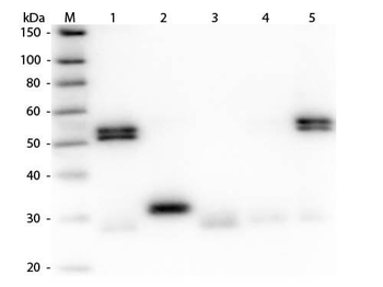 Rat IgG (H&L) antibody (FITC)