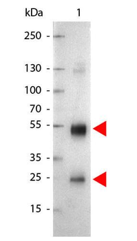 Rat IgG (H&L) antibody (Alkaline Phosphatase)