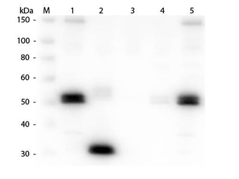 Rat IgG F(c) antibody (Texas Red)