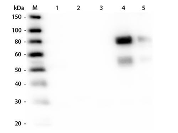 Rat-IgG (H&L) antibody (TRITC)