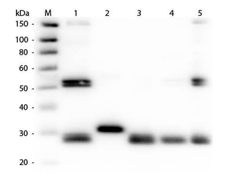 Rat IgG (H&L) antibody (Peroxidase)