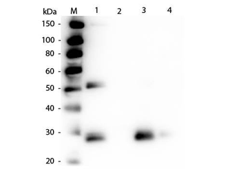 Rat IgG F(ab')2 antibody (Alkaline Phosphatase)