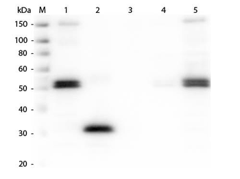 Rat IgG F(c) antibody (Biotin)