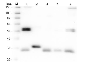 Rat IgG (H&L) antibody (TRITC)