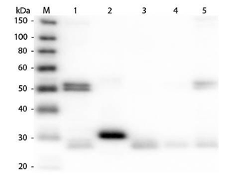 Rat IgG (H&L) antibody (TRITC)