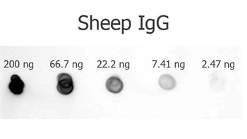 Sheep IgG (H&L) antibody (Alkaline Phosphatase)