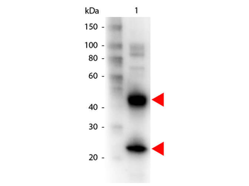 Armenian Hamster IgG (H&L) antibody (Biotin)