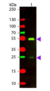 F(ab')2 Dog IgG (H&L) antibody (Texas Red)
