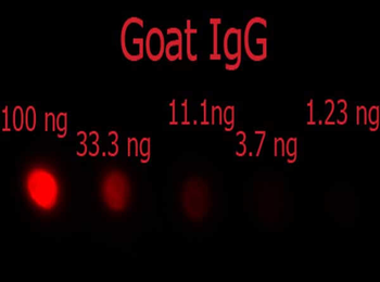 F(ab')2 Goat IgG (H&L) antibody (RPE)