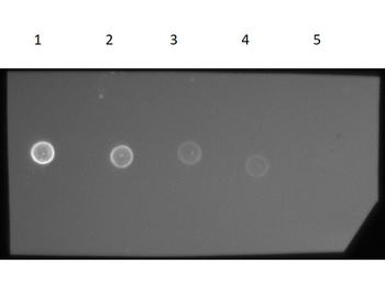 F(ab')2 Guinea Pig IgG (H&L) antibody (RPE)