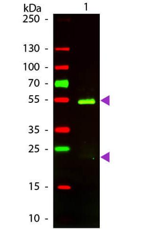 F(ab')2 Golden Syrian Hamster IgG (H&L) antibody (Texas Red)