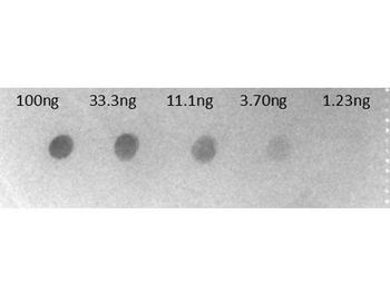 F(ab')2 Human IgG F(c) antibody (Alkaline Phosphatase)