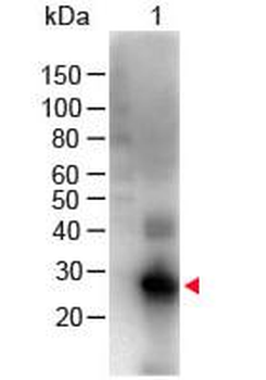 F(ab')2 Human IgG F(c) antibody (Biotin)