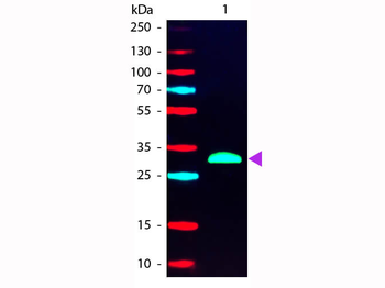 F(ab')2 HUMAN IgG F(c) antibody (RPE)