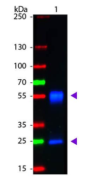 F(ab')2 Mouse IgG (H&L) antibody (FITC)