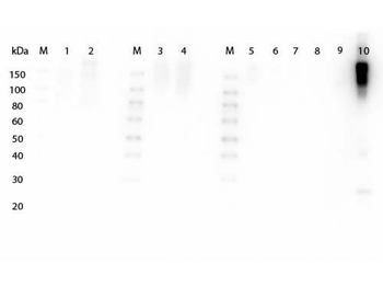 F(ab')2 Mouse IgG (H&L) antibody (Peroxidase)