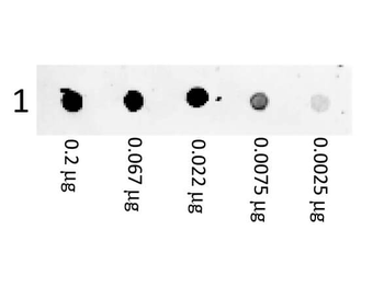 F(ab')2 MOUSE IgG (H&L) antibody (RPE)
