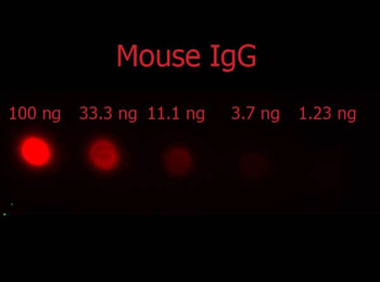 F(ab')2 MOUSE IgG (H&L) antibody (RPE)