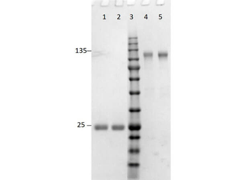 F(ab')2 Rabbit IgG (H&L) antibody