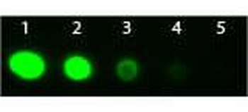 F(ab')2 Rabbit IgG (H&L) antibody (FITC)