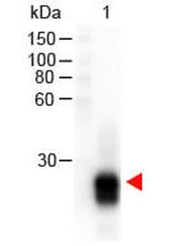 F(ab')2 Rabbit IgG F(ab')2 antibody (Peroxidase)