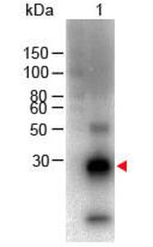F(ab')2 Rabbit IgG F(c) antibody (Biotin)