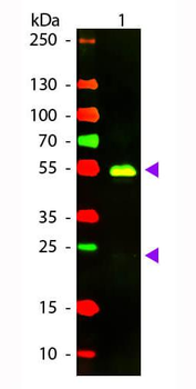 F(ab')2 Rabbit IgG (H&L) antibody (Texas Red)