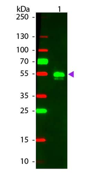 F(ab')2 Rabbit IgG (H&L) antibody (TRITC)
