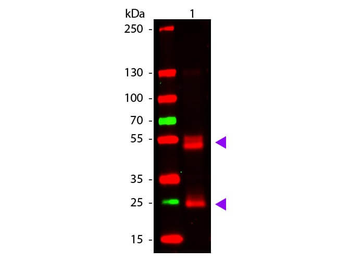 F(ab')2 Rat IgG (H&L) antibody