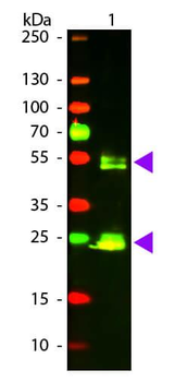 F(ab')2 Rat IgG (H&L) antibody (Texas Red)