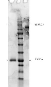 F(ab')2 Rat IgG F(c) antibody
