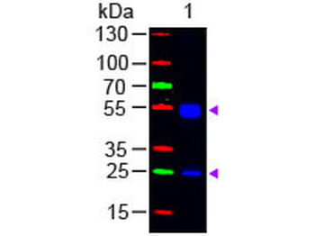 F(ab')2 Rat IgG (H&L) antibody (FITC)