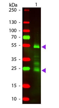 F(ab')2 Rat IgG (H&L) antibody (Texas Red)