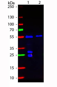 F(Ab')2 Fragment Of Hamster IgG (H&L) antibody (FITC)