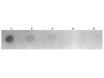Fab Mouse IgG (H&L) antibody (TRITC)