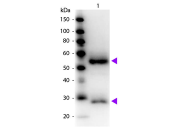 Fab Mouse IgG (H&L) antibody (Peroxidase)