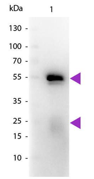 Fab Rabbit IgG (H&L) antibody (Peroxidase)