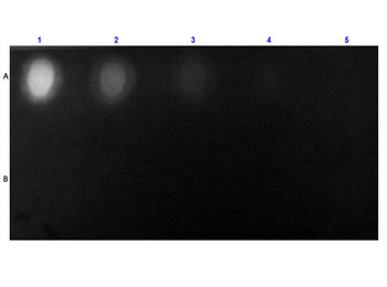 Streptavidin Fluorescein Conjugated