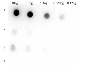 Llama IgG1 antibody