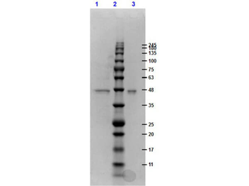 Human/mouse/rat ERK2 double mutant protein