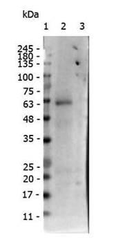 Nuclear receptor ROR gamma (phospho-S203) antibody